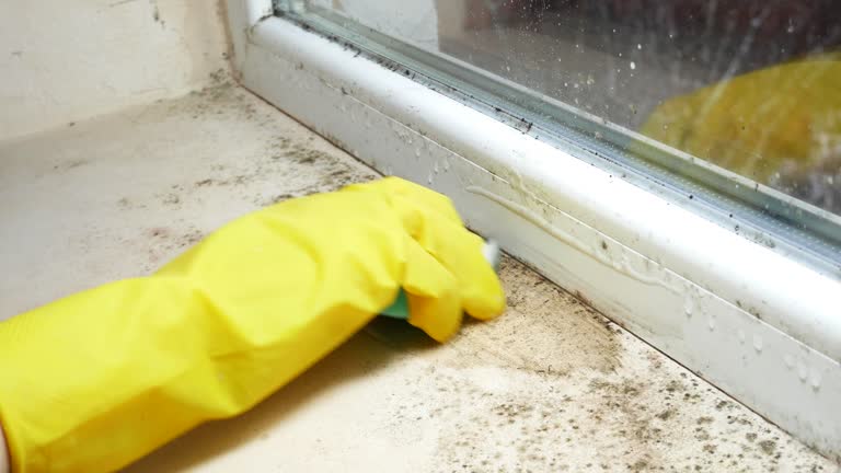 Why You Should Choose Our Mold Remediation Services in Byron Center, MI